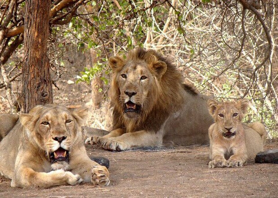 Gir Forest, Gujarat — one of the last wild habitats of the Asiatic lion